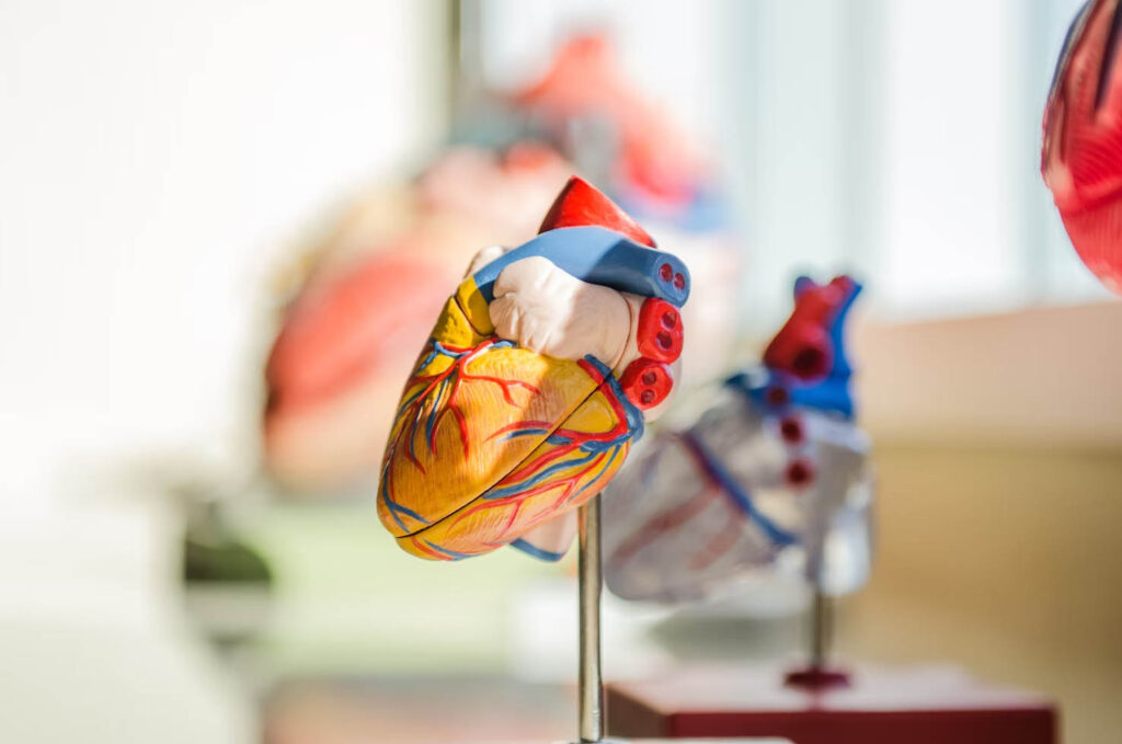 A model of a plastic heart with colors showing tis viens.