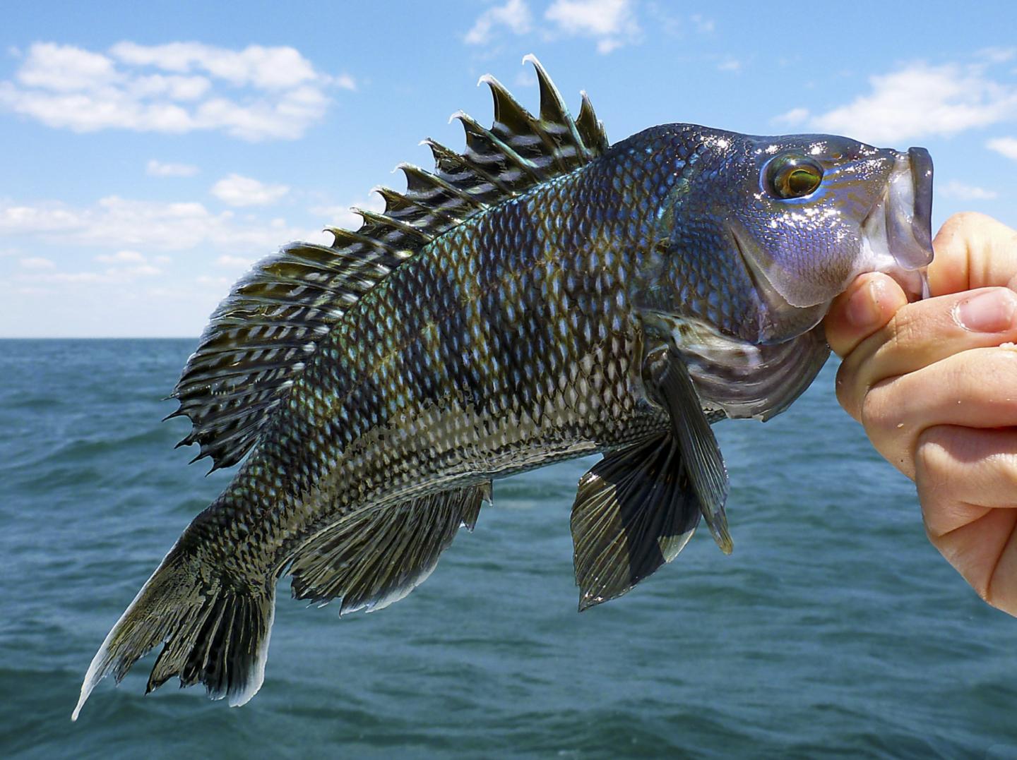 A black sea bass fish